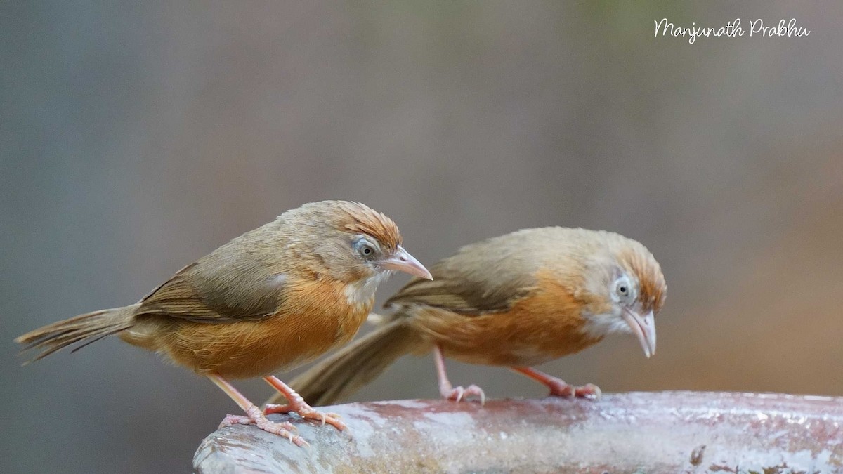 Tawny-bellied Babbler - ML633536772