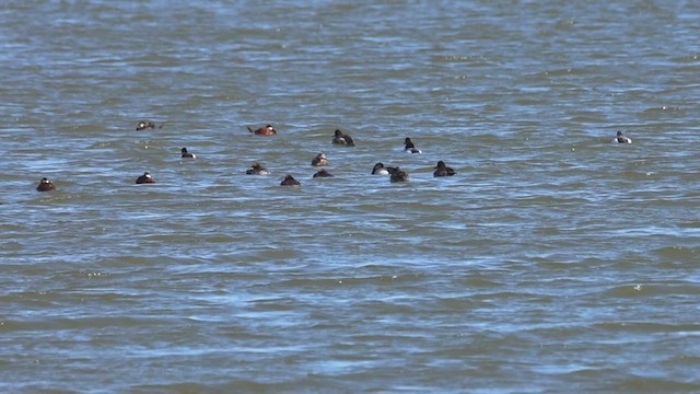 Ruddy Duck - ML633536776