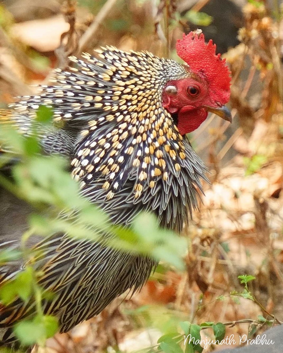 Gray Junglefowl - ML633536819