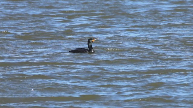 Cormorán Orejudo - ML633536889