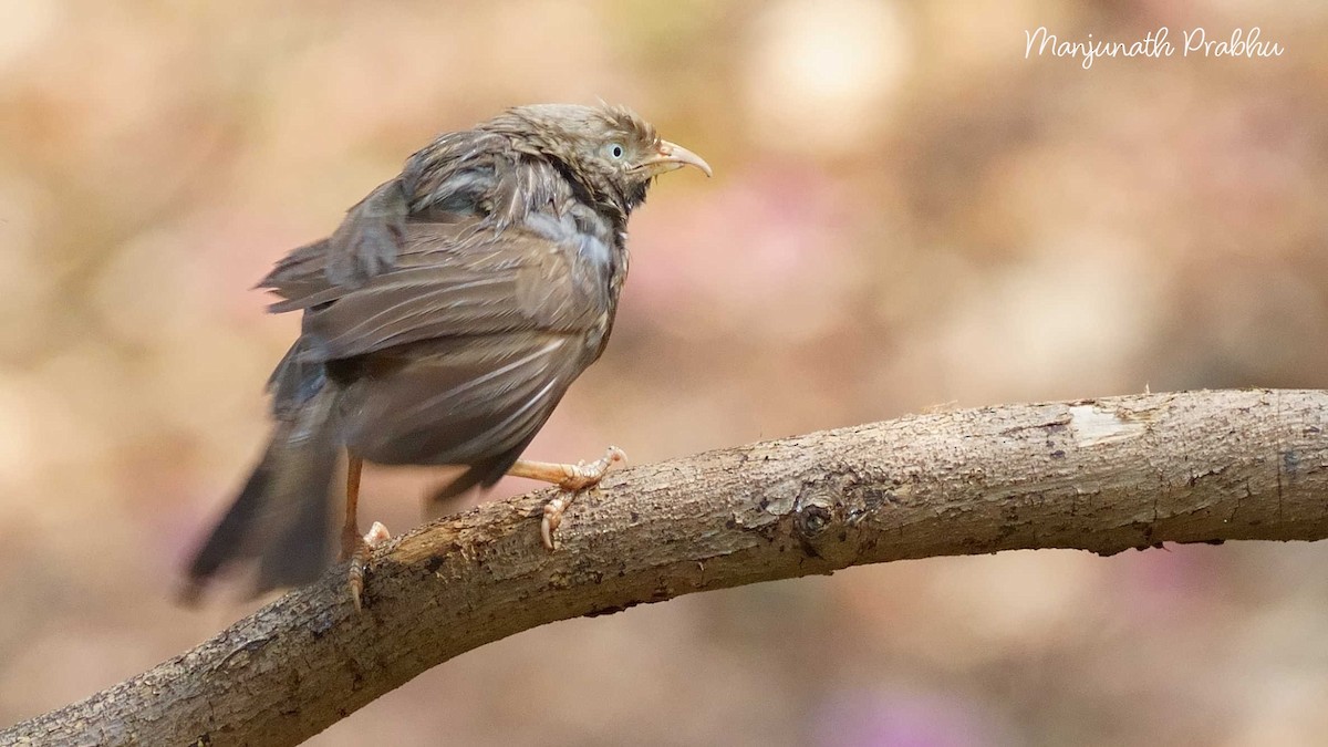 Yellow-billed Babbler - ML633536897