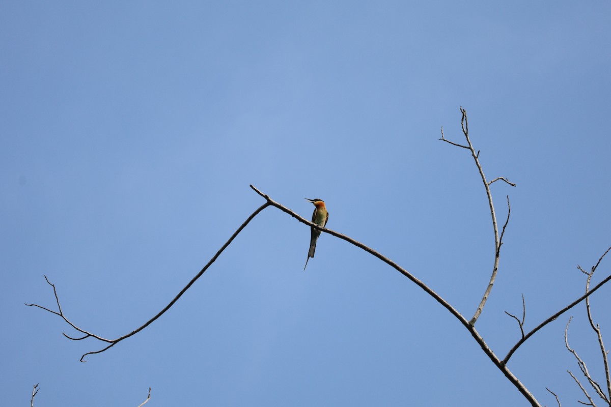Blue-tailed Bee-eater - ML633537058