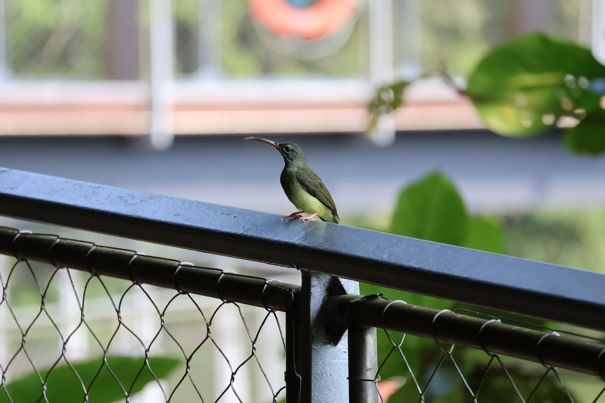 Little Spiderhunter - ML633537096