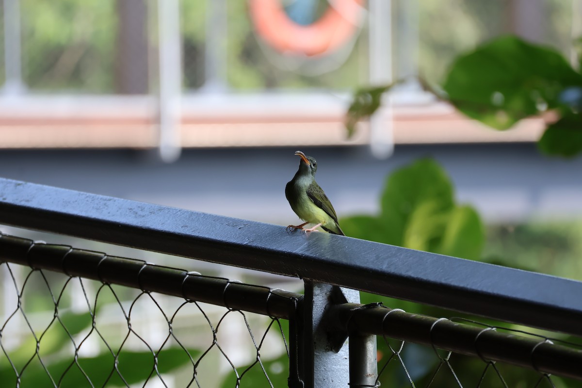 Little Spiderhunter - ML633537097