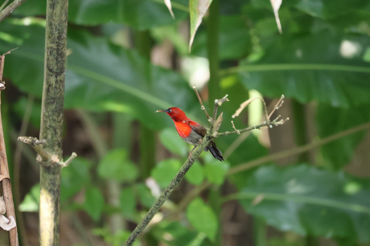 Crimson Sunbird - ML633537102