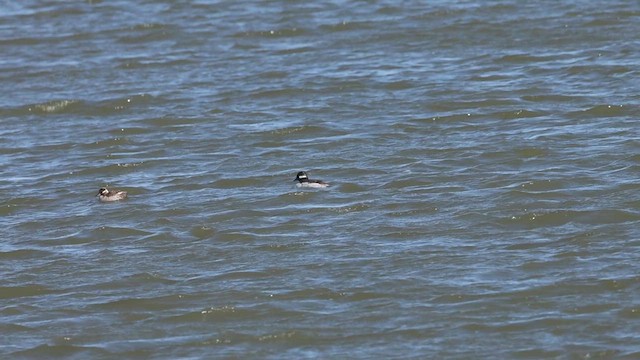 Bufflehead - ML633537177