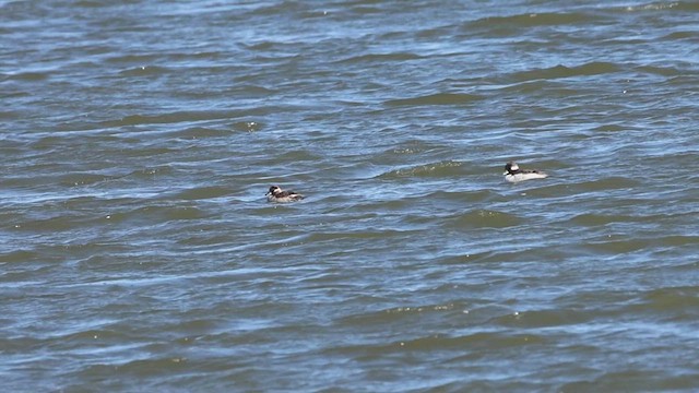 Bufflehead - ML633537204