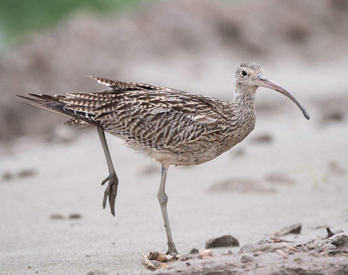 Far Eastern Curlew - ML63353721