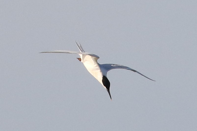 Sandwich Tern - Danny Rumble