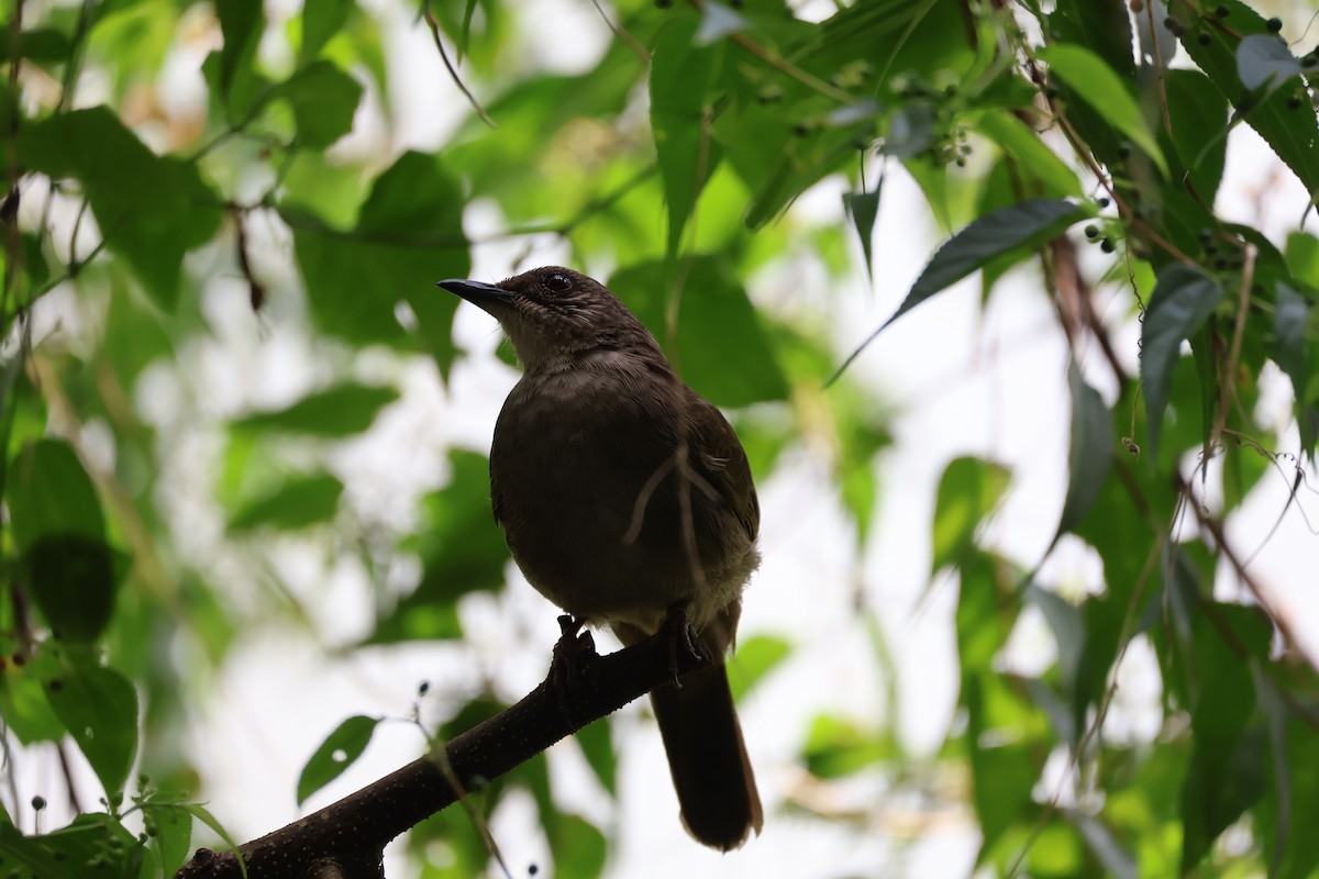Olive-winged Bulbul - ML633537274