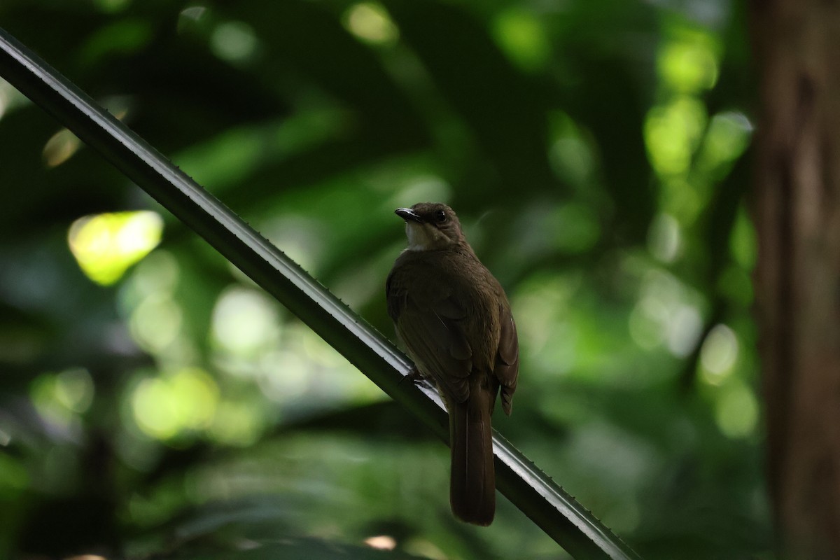 Olive-winged Bulbul - ML633537275