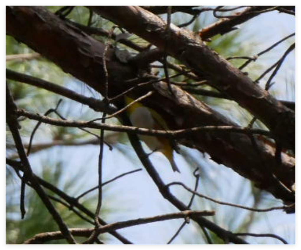 Chestnut-flanked White-eye - ML633537332