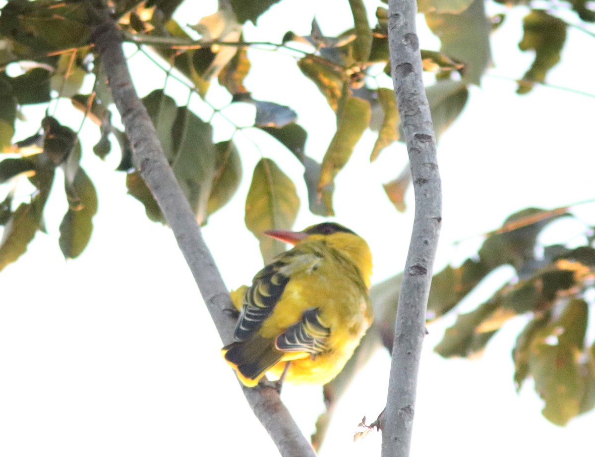 African Golden Oriole - ML633537470