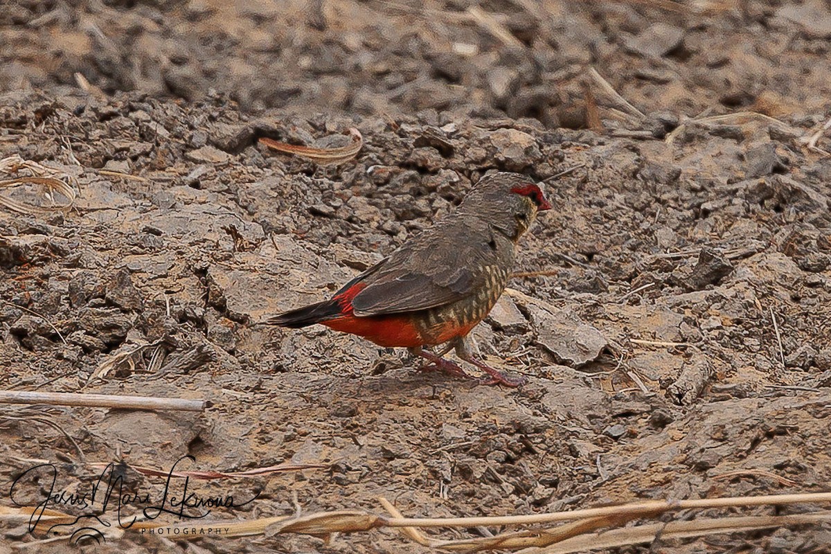 Zebra Waxbill - ML633537533