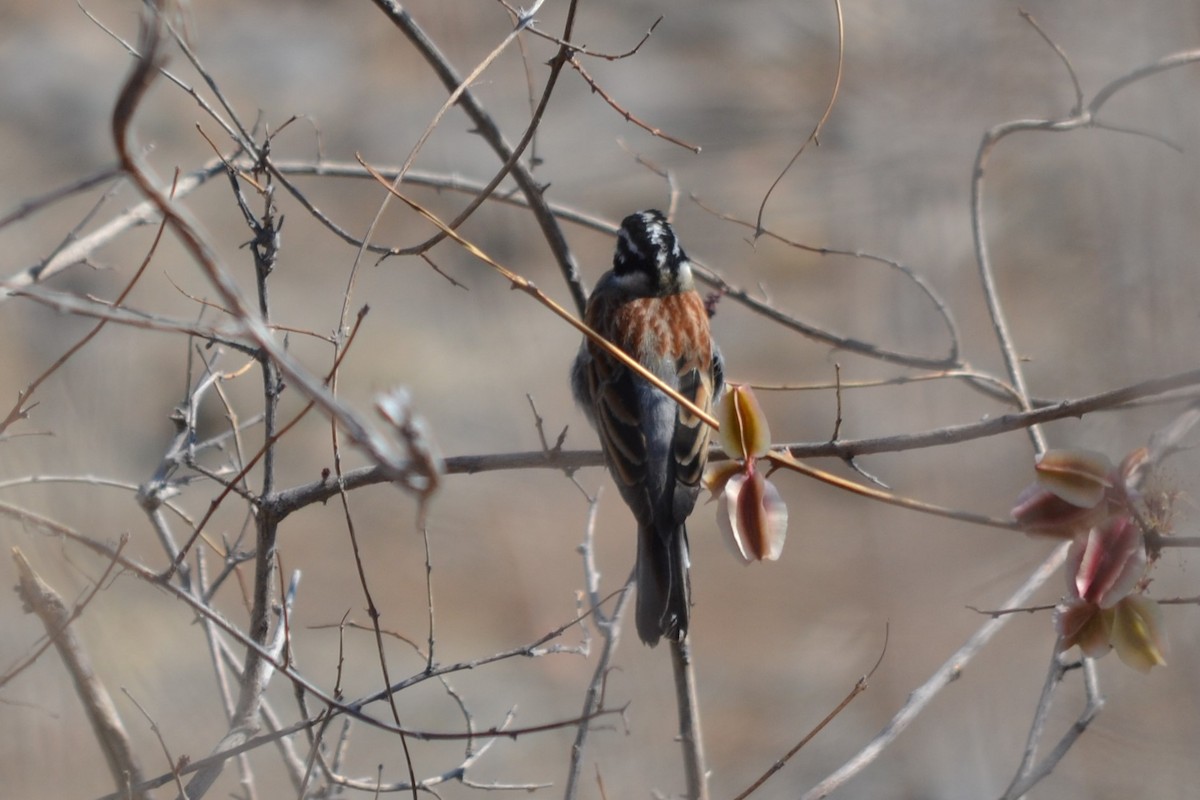 Golden-breasted Bunting - ML633537549