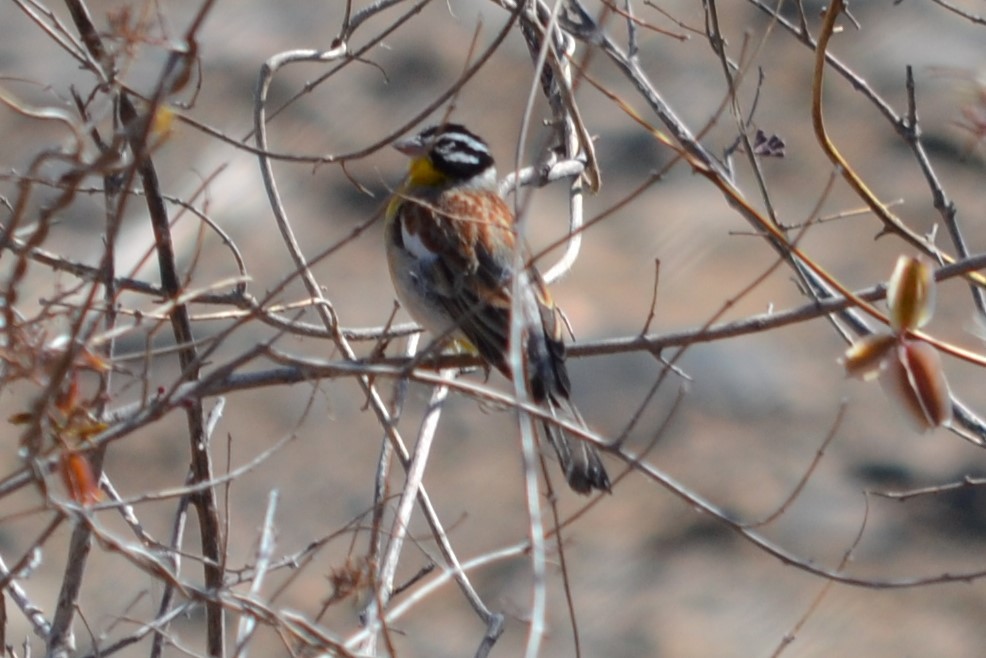 Golden-breasted Bunting - ML633537550