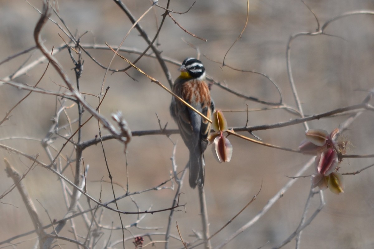 Golden-breasted Bunting - ML633537566