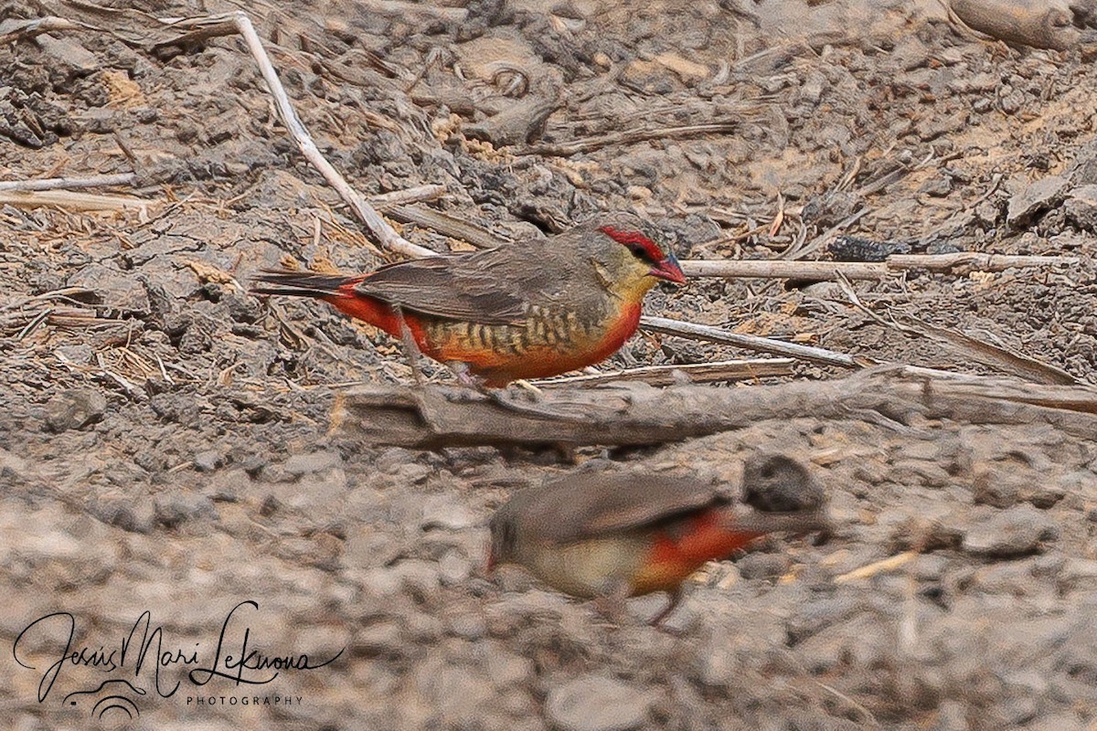 Zebra Waxbill - ML633537597