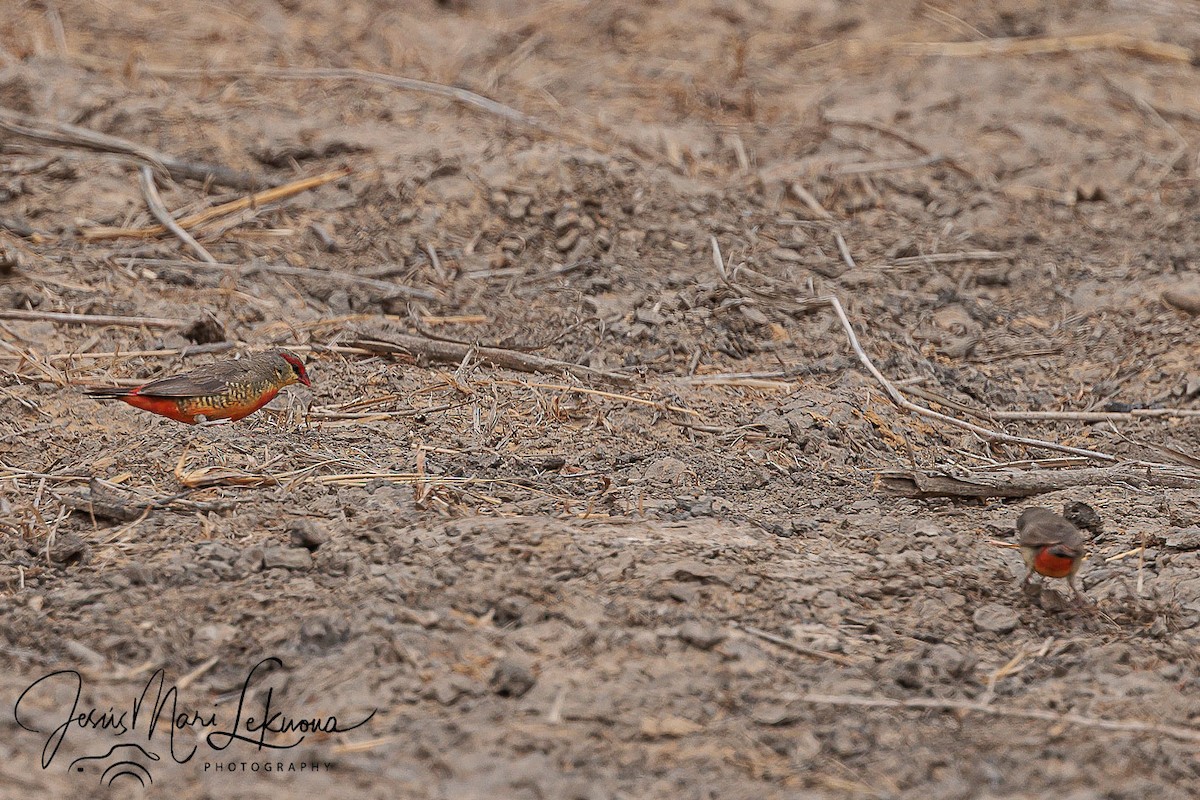 Zebra Waxbill - ML633537605