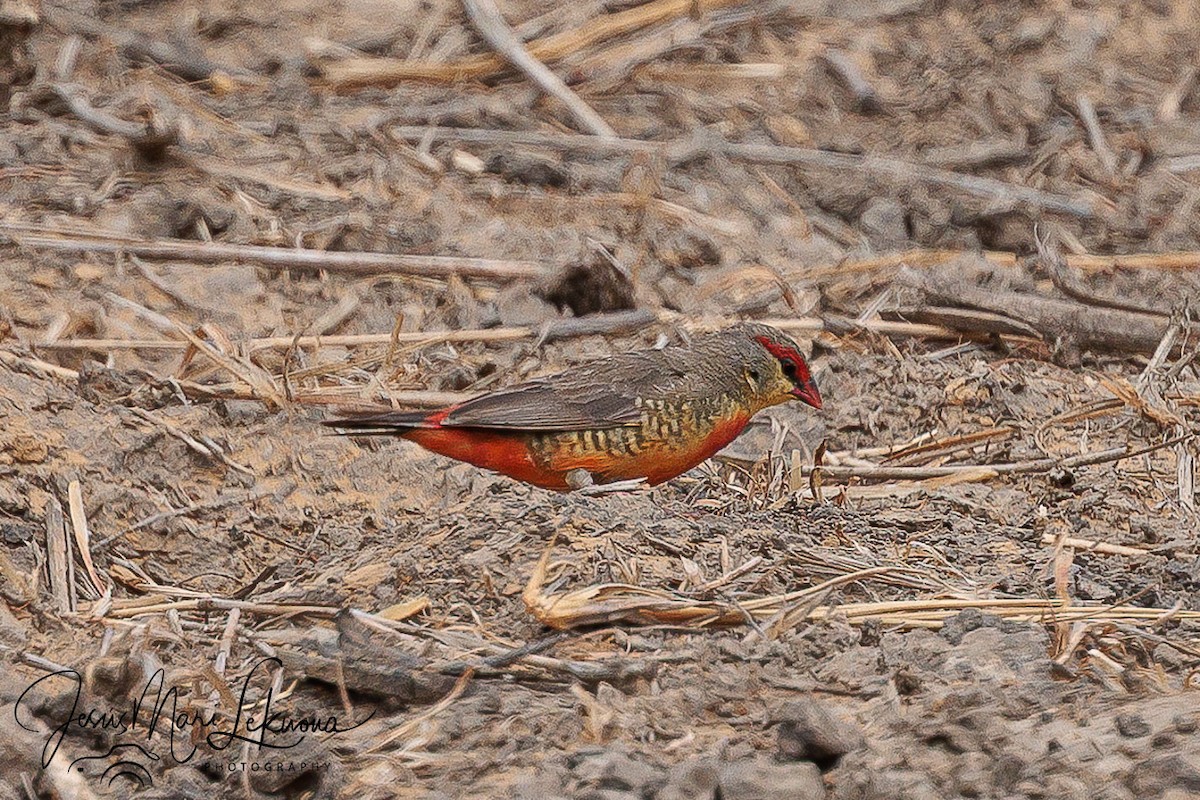 Zebra Waxbill - ML633537606