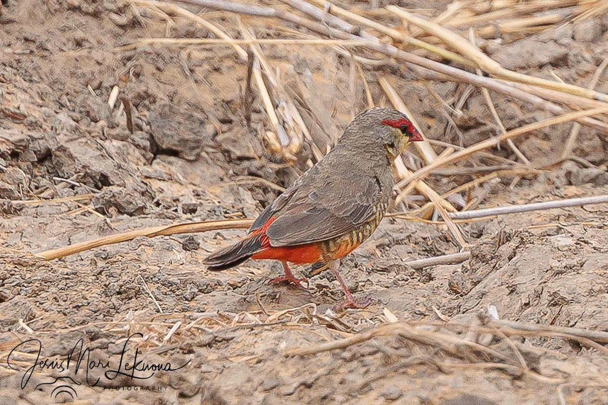 Zebra Waxbill - ML633537639
