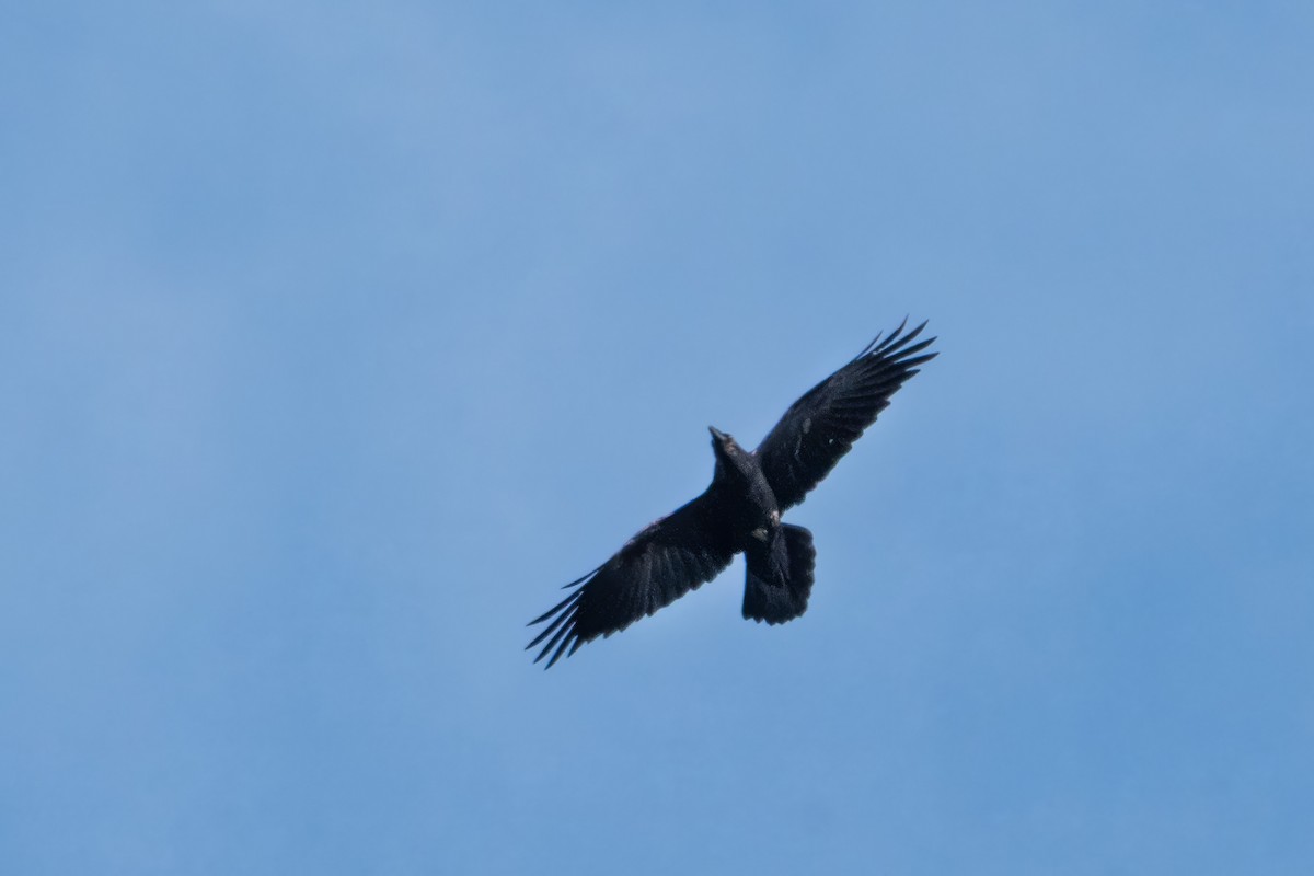 Common Raven - ML633537651