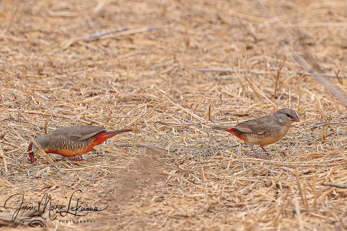 Zebra Waxbill - ML633537664