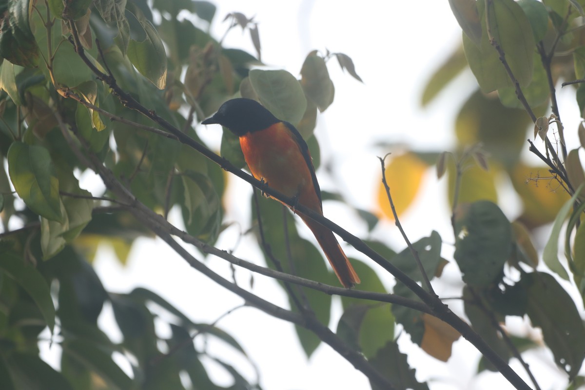 Orange Minivet - ML633537749