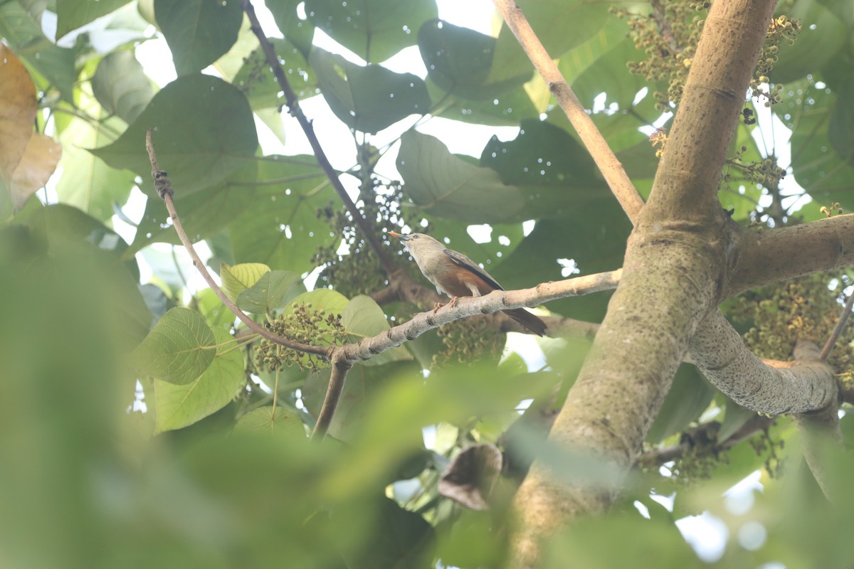 Malabar Starling - ML633537757
