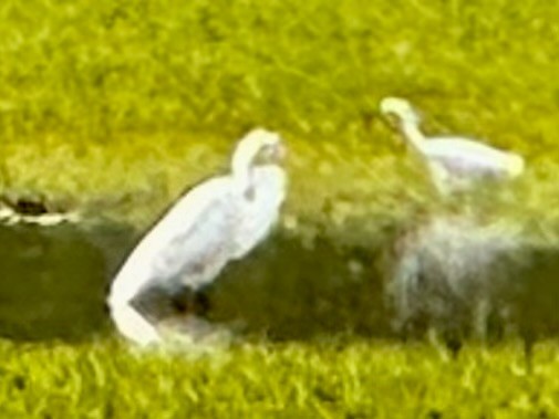 Snowy Egret - ML633537814