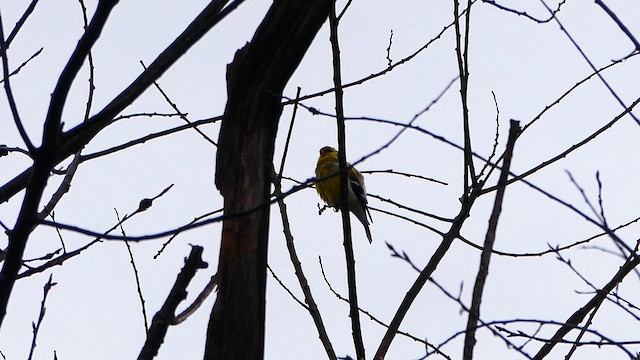 American Goldfinch - ML633537856