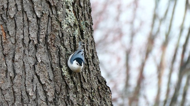 White-breasted Nuthatch - ML633537857