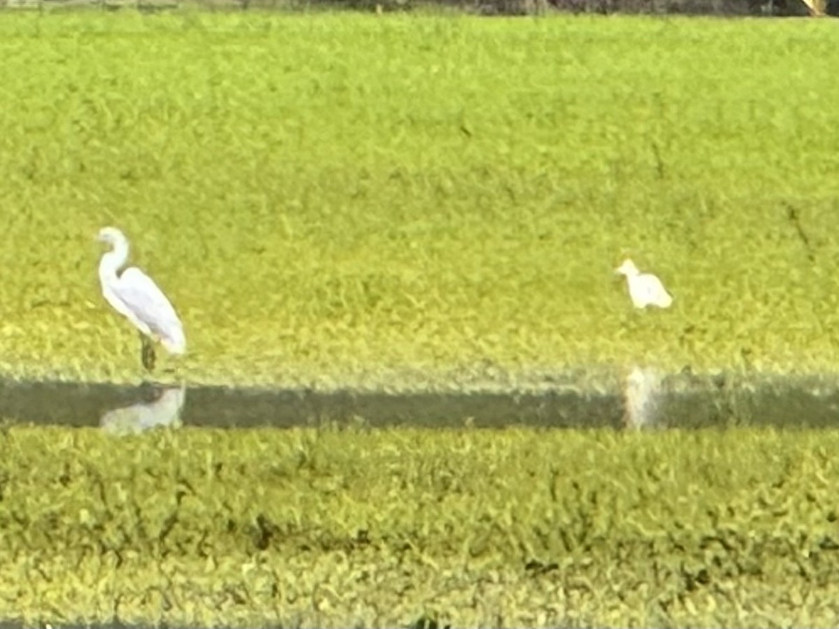 Western Cattle-Egret - ML633537872