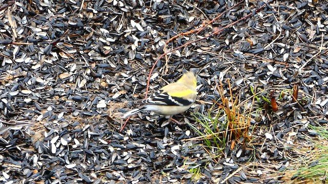 American Goldfinch - ML633537912
