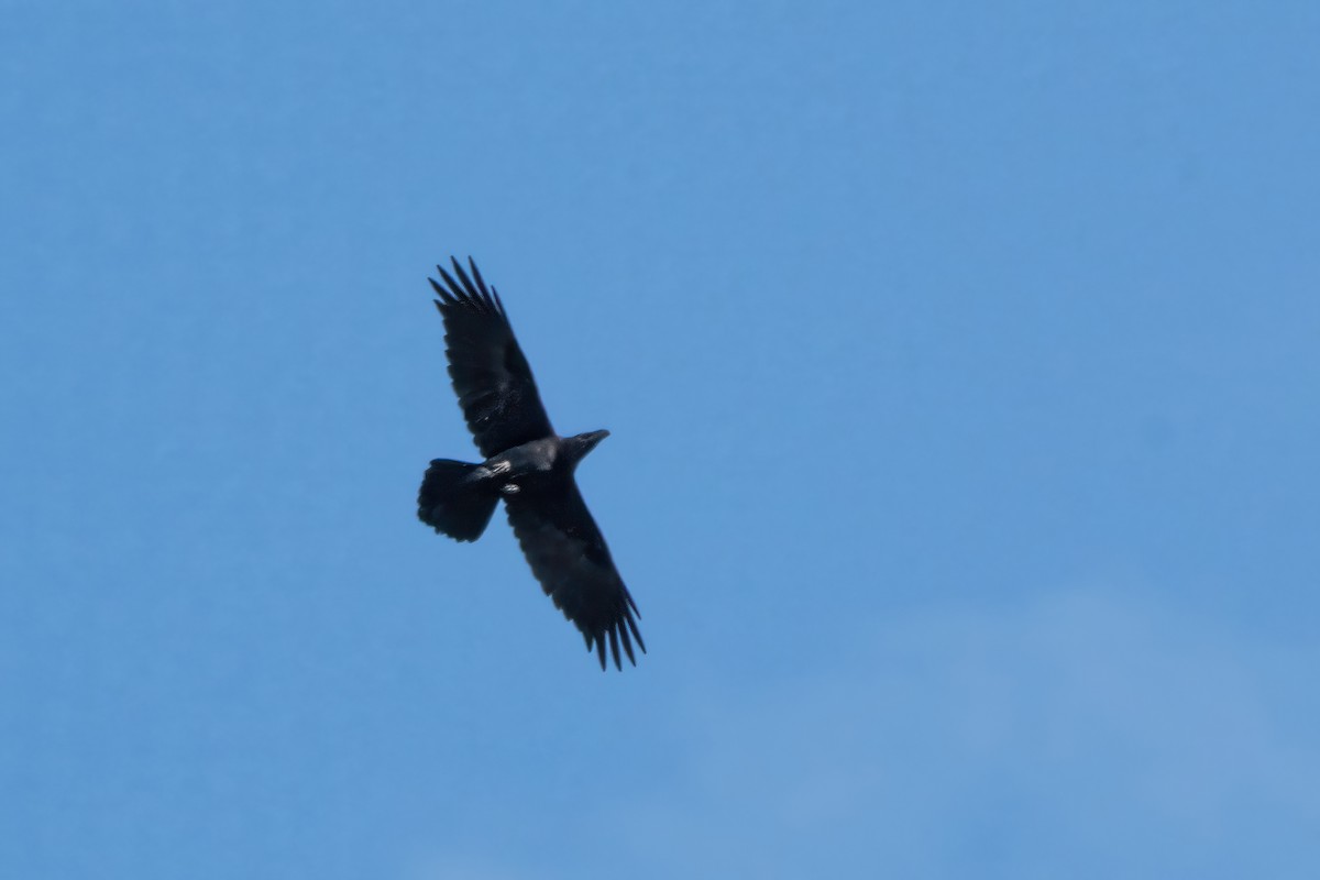 Common Raven - ML633537927