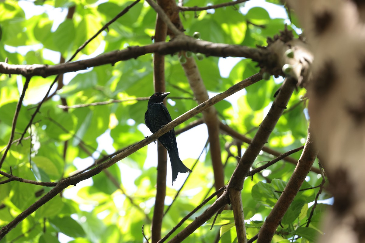 Crow-billed Drongo - ML633537930