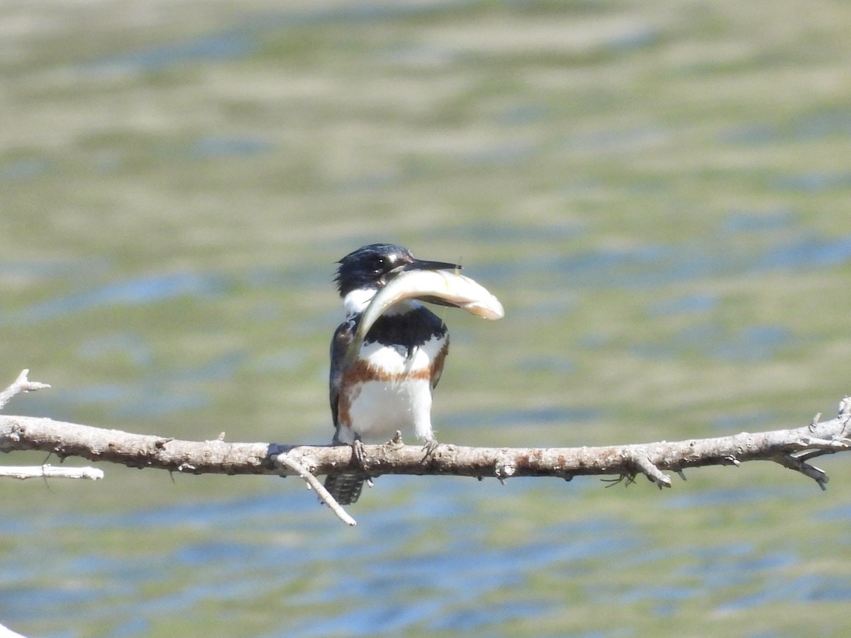 Martin-pêcheur d'Amérique - ML633537977