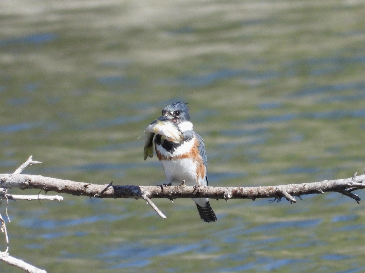Martin-pêcheur d'Amérique - ML633537978