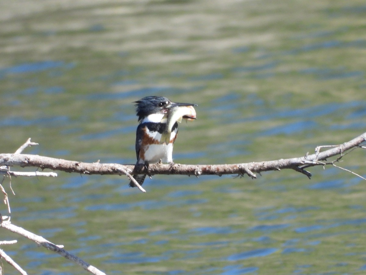 Martin-pêcheur d'Amérique - ML633537979