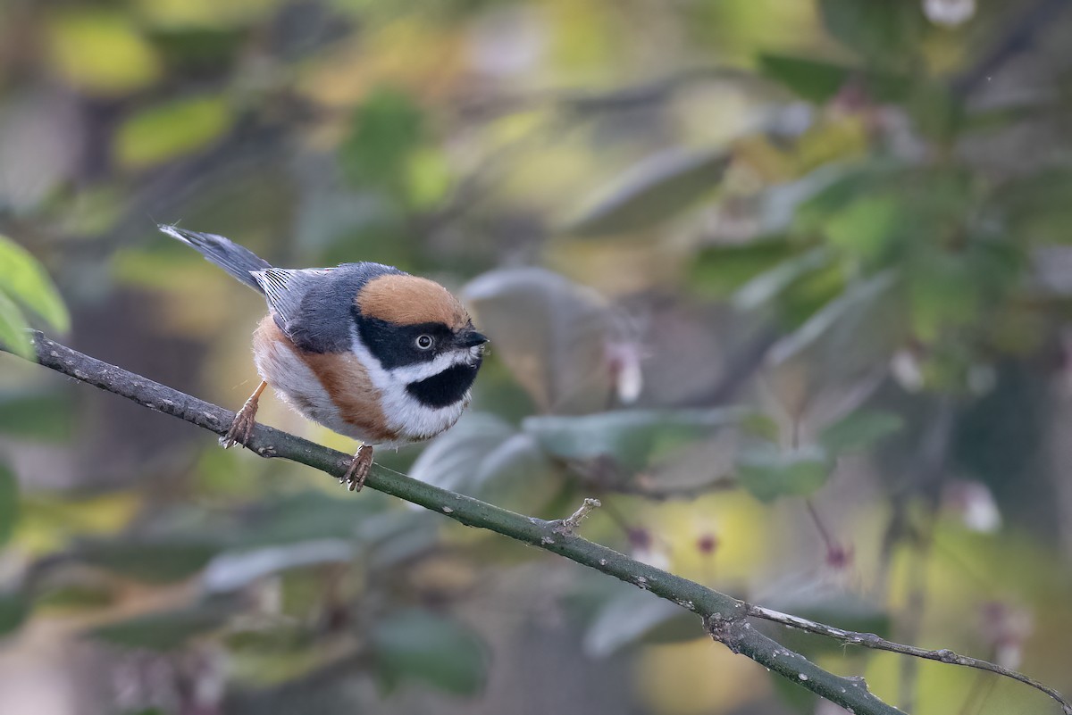 Black-throated Tit (Black-throated) - ML633537983