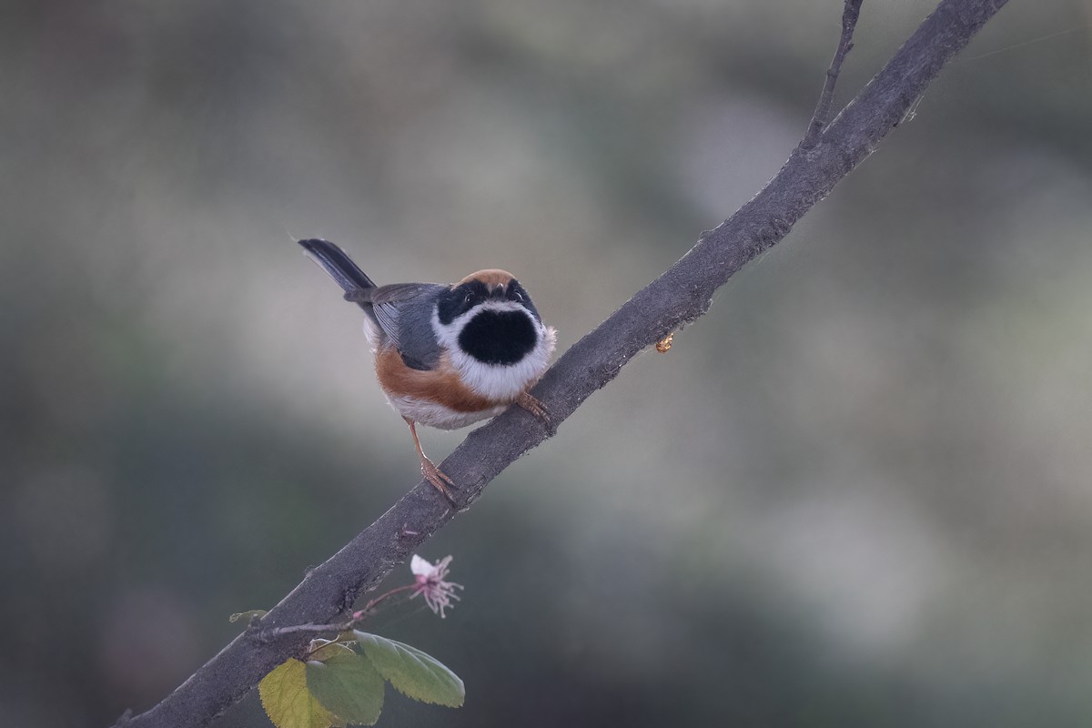 Black-throated Tit (Black-throated) - ML633537985