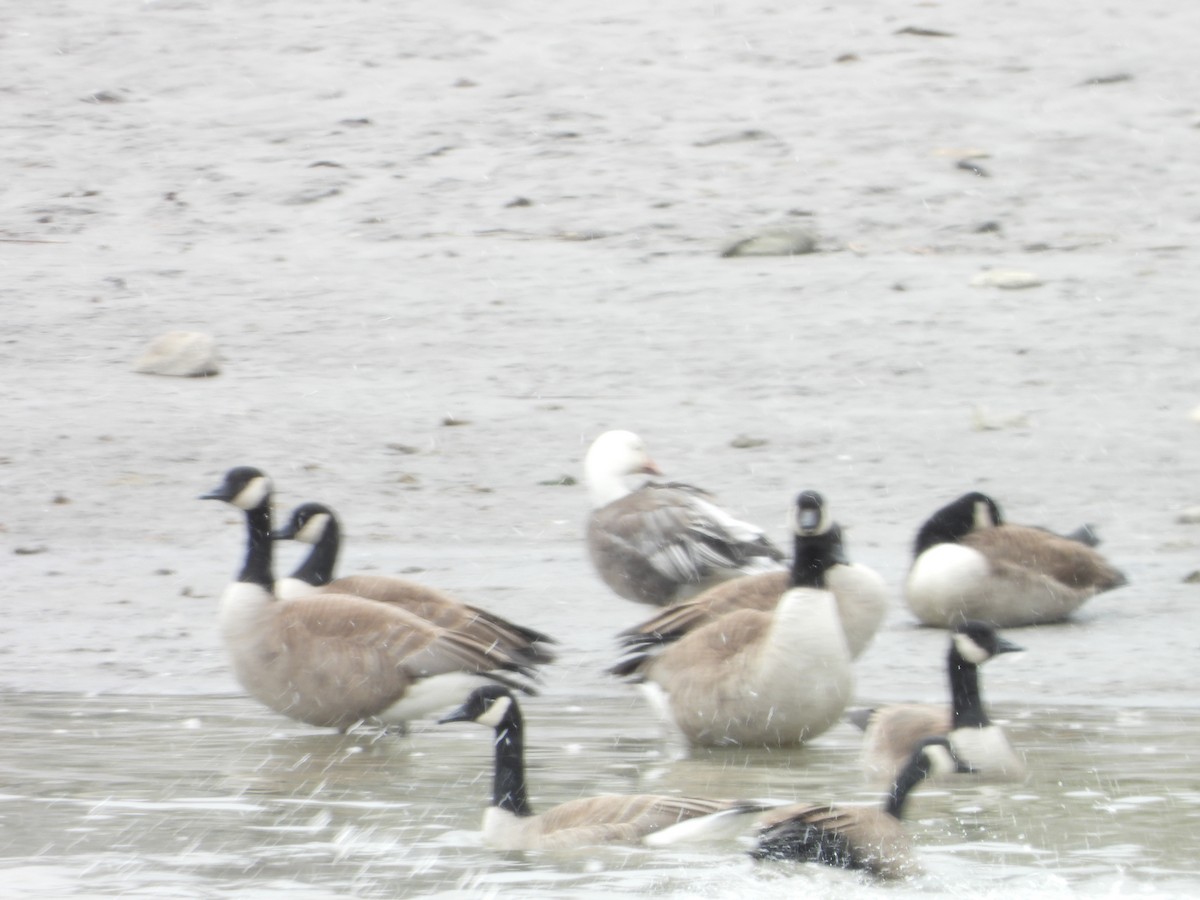 Snow x Canada Goose (hybrid) - ML633538115