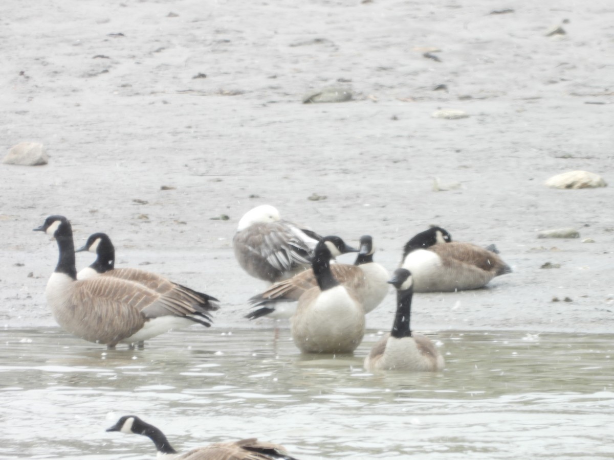 Snow x Canada Goose (hybrid) - ML633538120