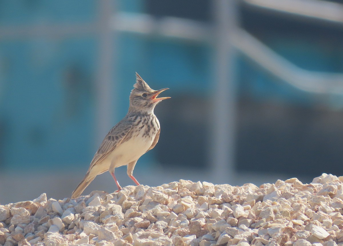 Crested Lark (Crested) - ML633538194