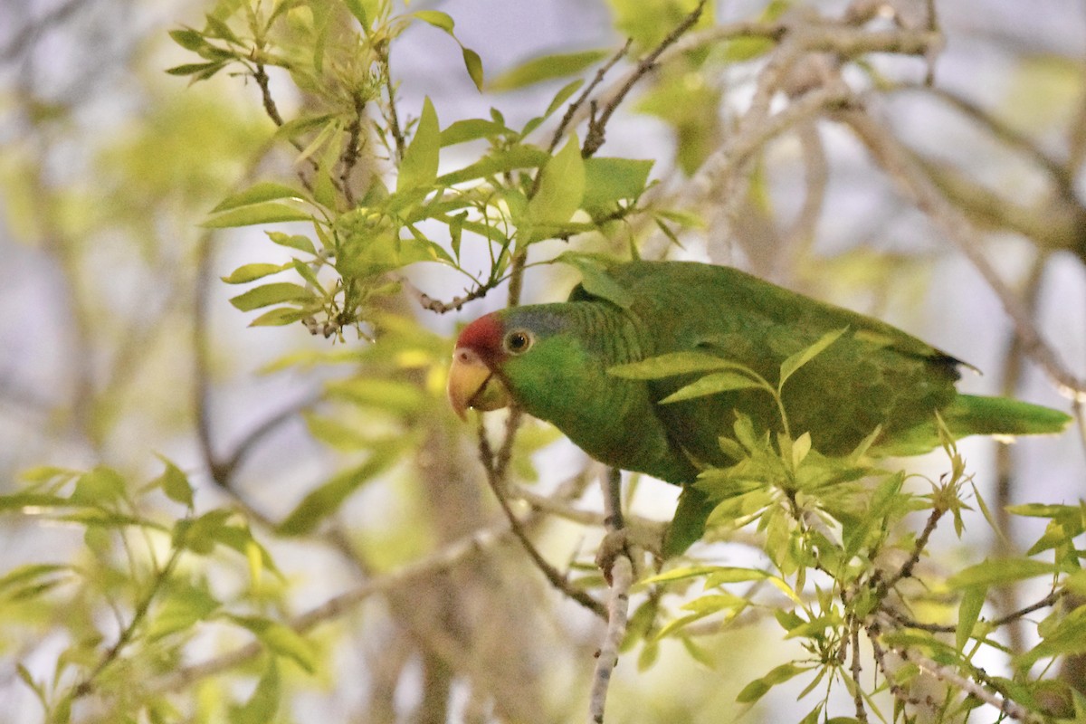Red-crowned Amazon - Seth Benoit