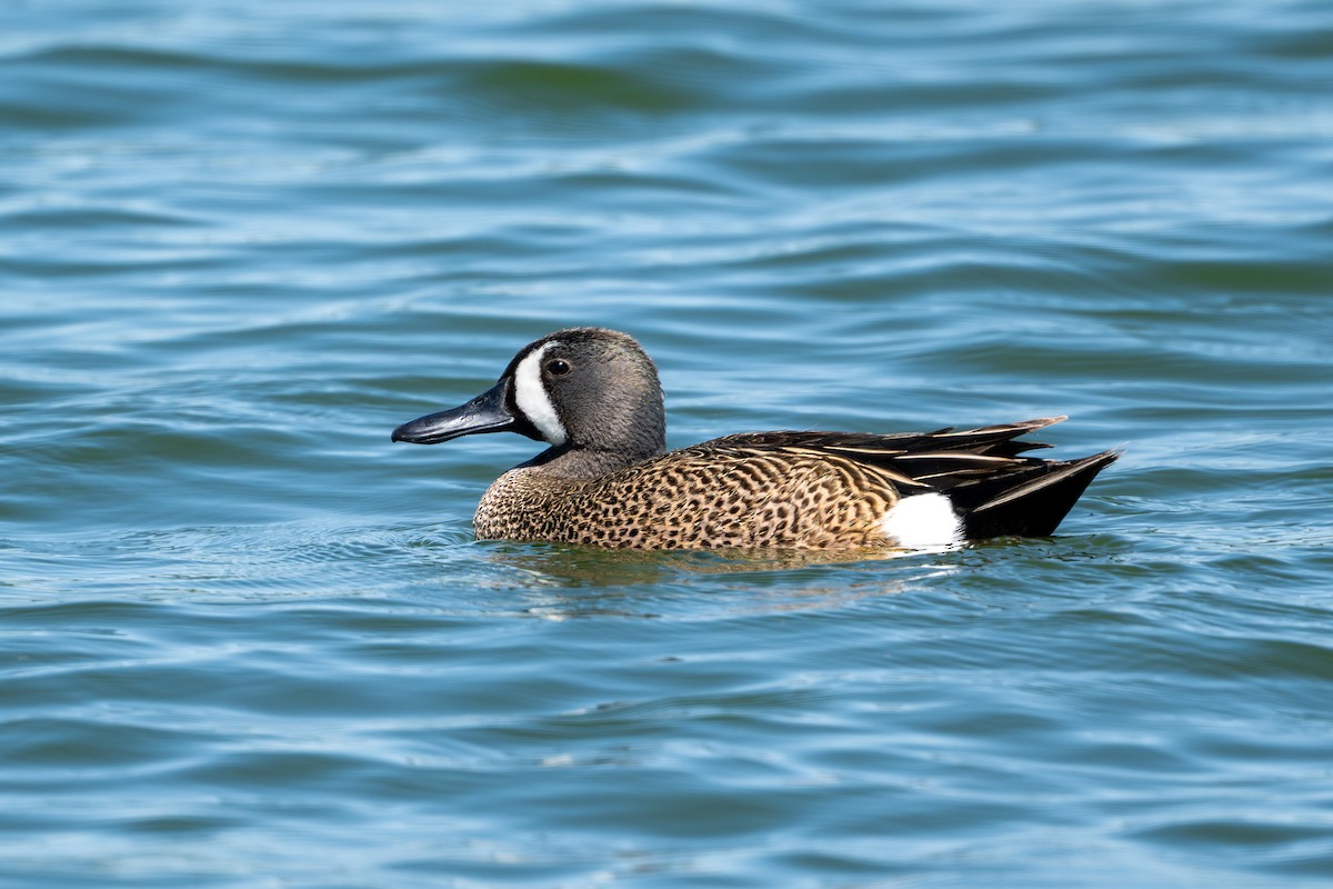Blue-winged Teal - ML633538232