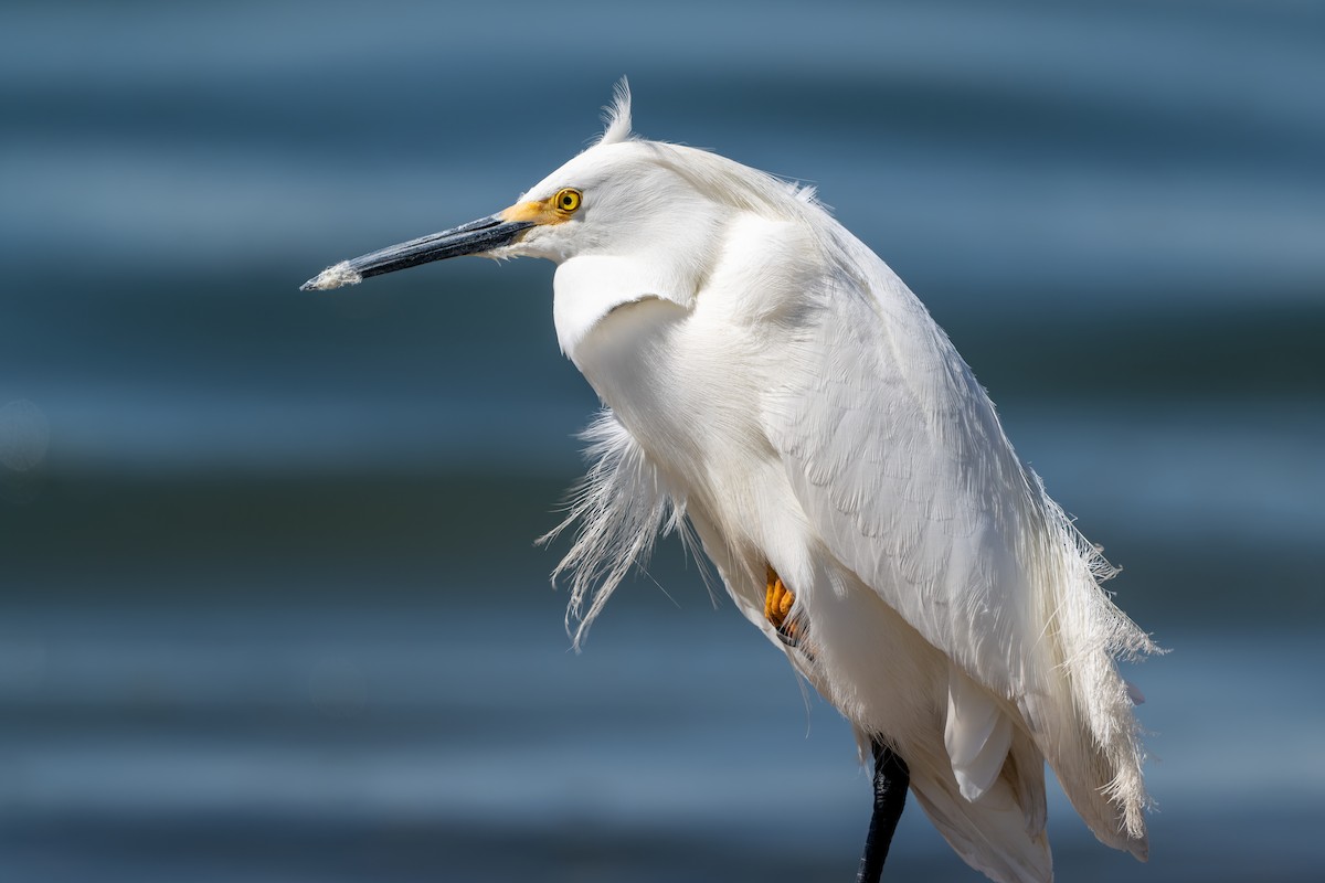 Snowy Egret - ML633538252