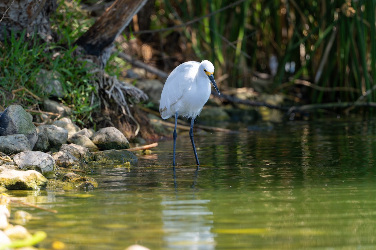 Snowy Egret - ML633538253