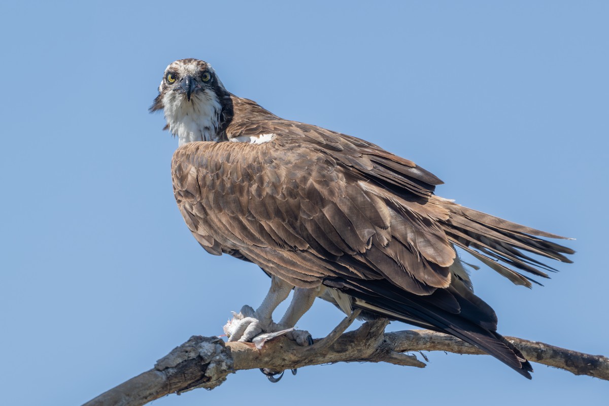 Osprey - ML633538262