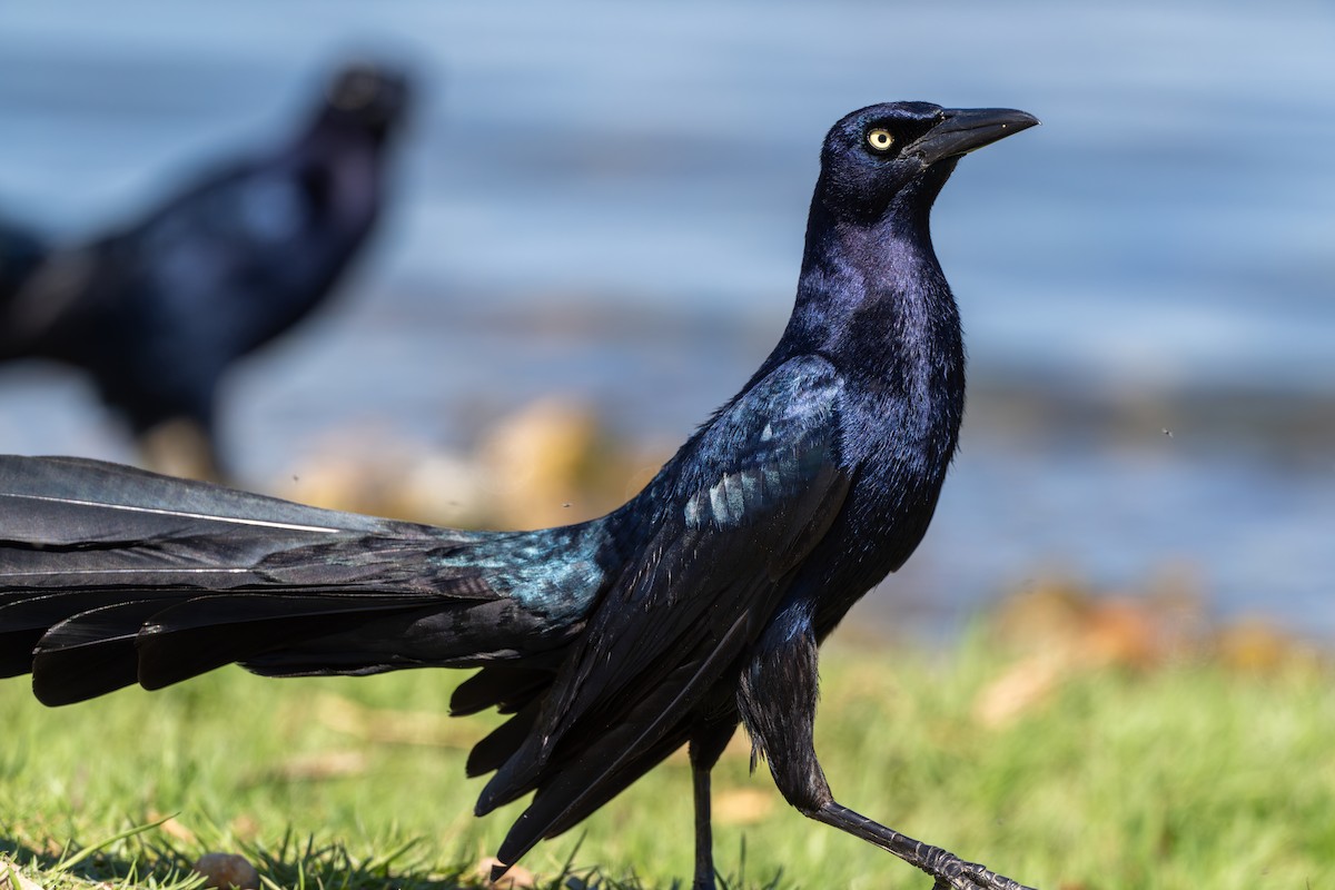 Great-tailed Grackle - ML633538266